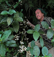 Patrick Blanc observing the large white flowers of the cauliflorous Medinilla venusta, Cameron Highlands, Malaysia, Sept. 2025