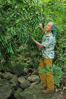 Patrick Blanc observing the leaf arrangement of Dracaena mannii, Mt Mulanje, Malawi, Aug. 2017 [nid: 13983]