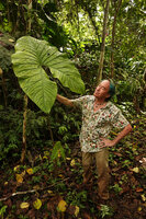Patrick Blanc observing the leaf of Cyrtosperma johnstonii, Tenaru Falls, Guadalcanal, Solomon Islands, Sept. 2019