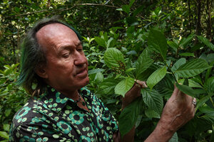 Patrick Blanc observing the leaves and inflorescence of the primitive Sarcandra glabra, similar to the early Cretaceous fossils, Mathikettan Shola FR, Kerala, India, Jan. 2023