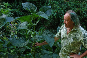Patrick Blanc observing the leaves of Brillantaisia owariensis, Amani, East Usambara, Tanzania, Jan. 2021
