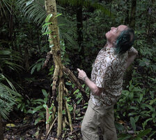 Patrick Blanc observing the leaves of Pandanus krauelianus in the forest canopy, above its longitudinally grooved stilt roots, Manusela NP, 300 m asl, Seram, Moluccas, April 2024