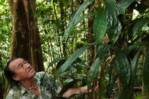 Patrick Blanc observing the leaves of the climbing Orchid, Claderia viridiflora, Deramakot FR, Sabah, Borneo, July 2022