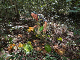 Patrick Blanc observing the leaves turning yellow for the resting period of the bulbs of Proiphys amboinensis during the dry season, Lore, Nino Konis Santana NP, Timor-Leste, Aug. 2026