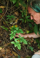 Patrick Blanc observing the lobate juvenile leaves of Syngonium steyermarkii, Mirador Rey Tepepul, Lake Atitlan, Guatemala, Dec. 2019