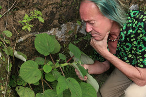 Patrick Blanc observing the long fleshy harmless protuberances along stem and petioles of Debregeasia squamata, Ba Na Hills, Da Nang, Vietnam, Oct.2018