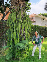 Patrick Blanc observing the long hanging fronds of a Nephrolepis growing as an epiphye in the dry sheath bases of a palm, Guayaquil, Ecuador, Aug. 2021