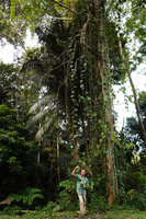 Patrick Blanc observing the long hanging stems of Rhaphidophora tetrasperma, freely hanging from the crown of the host tree, way from Tapah to Lata Iskandar, Perak, Malaysia, April 2023