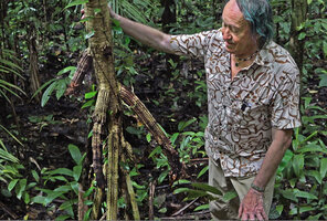 Patrick Blanc observing the longitudinally grooved stilt roots of Pandanus krauelianus, each crest being spiny due to aborted lateral roots, Manusela NP, 300 m asl, Seram, Moluccas, April 2024