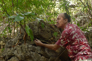 Patrick Blanc observing the long perennial leaves and stems of Aglaonema simplex growing on a limestone boulder, Sai Yok NP, Kanchanaburi, Thailand, Dec 2015