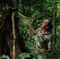 Patrick Blanc observing the long vigorous stolons of Scindapsus coriaceus, becoming covered by a protective corky rhytidome, Danum Valley, Sabah, Borneo, July 2022 
