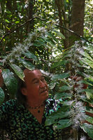 Patrick Blanc observing the long white stamens of Capparis micracantha, a forest understory shrub, Tangkoko NP, Sulawesi, April 2024