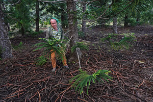 Patrick Blanc observing the lower branches of Araucaria rulei in the arboretum of the Parc de la Riviere Bleue, Yate, New Caledonia, Aug. 2023