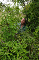 Patrick Blanc observing the main vertically growing stems of Euphorbia biselegans, Lupita island, Kipili, Lake Tanganyika, Tanzania, Jan. 2021