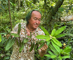 Patrick Blanc observing the male inflorescence subtended by whitish bracts of Freycinetia marantifolia, G. Meja, Manokwari, West Papua, May 2025