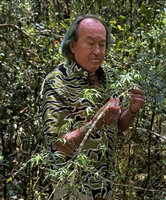 Patrick Blanc observing the narrow acuminate leaflets of the small low epiphytic Heptapleurum microphyllum in mossy forest, Mount Data NP, 2300 m asl, Luzon, Philippines, April 2026