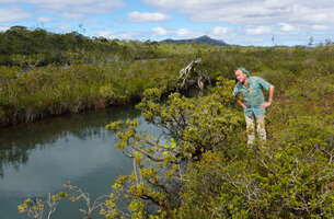 Patrick Blanc observing the narrow endemic aquatic Conifer, Retrophyllum minus, Riviere Bleue, Chutes Madeleine, New Caledonia, Aug. 2023