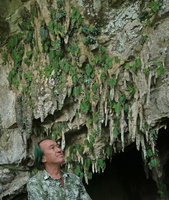 Patrick Blanc observing the narrow endemic Monophyllaea pendula on stalactites at the entrance of Clearwater cave, Gunung Mulu NP, Sarawak, Borneo, Sept. 2018