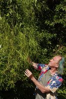 Patrick Blanc observing the narrow leaves of the climbing Periploca linearifolia, Simien NP, Ethiopia, Jan. 2019