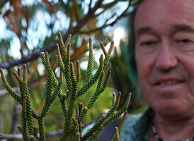 Patrick Blanc observing the narrow stems densely covered by imbricate scale leaves of Dacrydium araucarioides, Chutes Madeleine, New Caledonia, Aug. 2023