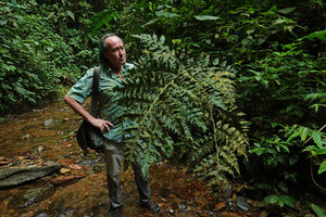 Patrick Blanc observing the old frond of Diplazium ceratolepis covered by mosses in cloud forest,  Mashpi FR, Pichincha, Ecuador, Aug. 2021