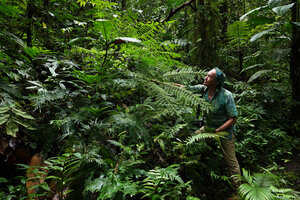 Patrick Blanc observing the pedate frond of Pteris werneri, Imbu Rano, Kolombangara, Solomon Islands, Sept. 2019