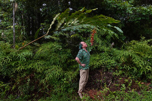Patrick Blanc observing the pendulous inflorescence of Alpinia nutans, similar to many American Heliconia species, 500 m asl, Sepa, Seram, Moluccas, April 2024