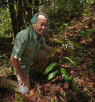 Patrick Blanc observing the pendulous infructescence of Psychotria baillonii with bright white baccate fruits, Sentier du Pont Tamanou, New Caledonia, Aug. 2023