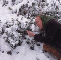 Patrick Blanc observing the persistant leaves of Rhododendron ferrugineum emerging from the snow in spring, Grisons, Switzerland, May 2016