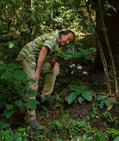 Patrick Blanc observing the pink flowers of an almost stemless form of Mackaya neesiana on a steep slope in forest understory, Pai District, Thailand, Oct. 2023