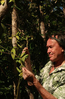 Patrick Blanc observing the pitcher leaves of Dischidia major, Pacitan, Java, May 2018