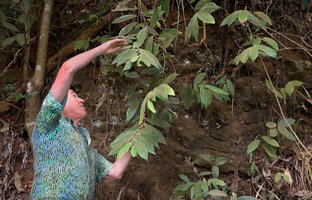 Patrick Blanc observing the plagiotropic stems of Thottea siliquosa, Brahmagiri WS, Karnataka, India, Jan.2023