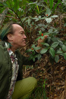 Patrick Blanc observing the red fruits of the primitive Sarcandra glabra, the Peak, Hong Kong, Dec 2015