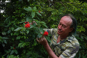 Patrick Blanc observing the Rhodopentas bussei inflorescences, Sanje waterfall, Udzungwa NP, Tanzania, Jan. 2021