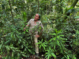 Patrick Blanc observing the self standing erect stems of Freycinetia marantifolia, Manokwari, West Papua, May 2025