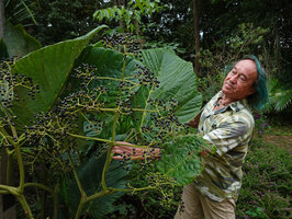 Patrick Blanc observing the shiny black berries of Leea macrophylla, Tham Lod Cave, Thailand, Oct. 2023