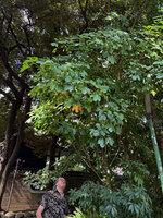 Patrick Blanc observing the shiny evergreen foliage of Dendropanax trifidus in a temple garden, Tokyo, Oct. 2025