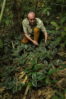 Patrick Blanc observing the silver edged leaves of Elatostema latifolium, quite cryptic among the dead bamboo leaves, Ranong, Thailand, March 2017