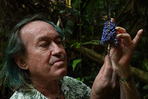 Patrick Blanc observing the small blue iridescent berry like dry capsular fruits of Pollia thyrsiflora,, S. Kongkoi, Negeri Sembilan, Malaysia, April 2023