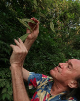 Patrick Blanc observing the smallgreenish flowers of Aeschynanthus albidus, Blitar, Java, May 2018