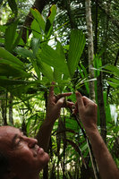 Patrick Blanc observing the small holes in the leaf of Reinhardtia gracilis, Belize Botanic Gardens, San Ignacio, Belize, Jan. 2020