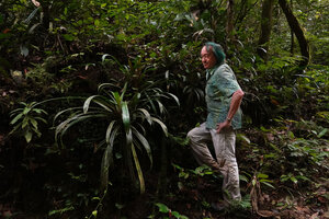 Patrick Blanc observing the small Pandanus crinifolius in forest understory, Cameron Highlands, Malaysia, April 2023