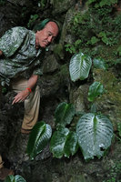 Patrick Blanc observing the solitary shiny macrocotyledon of Monophyllaea glauca in Clearwater cave, Gunung Mulu NP, Sarawak, Borneo, Sept. 2018