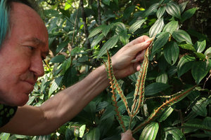 Patrick Blanc observing the sori of Woodwardia harlandii, Ba Na Hills, Da Nang, Vietnam, Oct. 2018