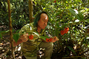 Patrick Blanc observing the spherical bunches of bright orange berries of Medinilla crassifolia, Mt kinabalu, 1600 m asl, Sabah, Borneo, July 2022