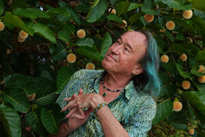 Patrick Blanc observing the spherical inflorescences of Neolamarckia (syn. Anthocephalus) cadamba on the Kinabatangan river, Sabah, Borneo, July 2022