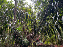 Patrick Blanc observing the spines of a huge rattan, Bukit Timah NR, Singapore, Nov. 2023