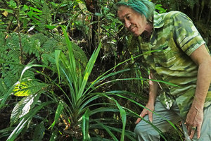 Patrick Blanc observing the spinulose leaves of an erect self standing isophyllous Pitcairnia similar to Asian Pandanus, Biotopo del Quetzal, Baja Verapaz, Guatemala, Jan. 2020