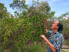 Patrick Blanc observing the spiny Caesalpinia bonduc, Miami Beach, Florida, July 2016