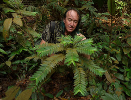 Patrick Blanc observing the spiral arrangement of the plagiotropic lateral branches in Lasianthus attenuatus, Bukit Timah NR, Singapore, Aug. 2016